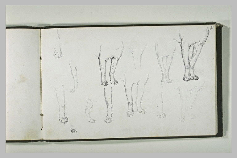 Etudes de pattes de chiens