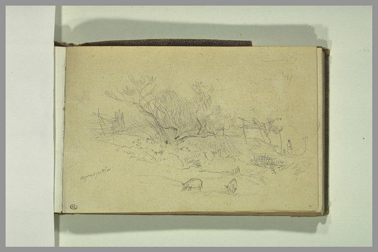Animaux paissant dans la campagne