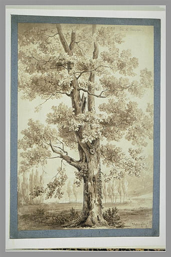Etude d'un grand chêne de la forêt de Compiègne