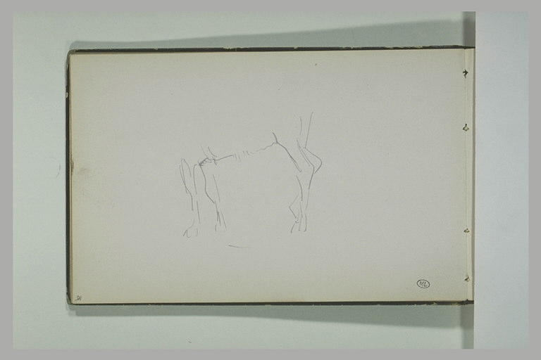 Jambes d'un cheval