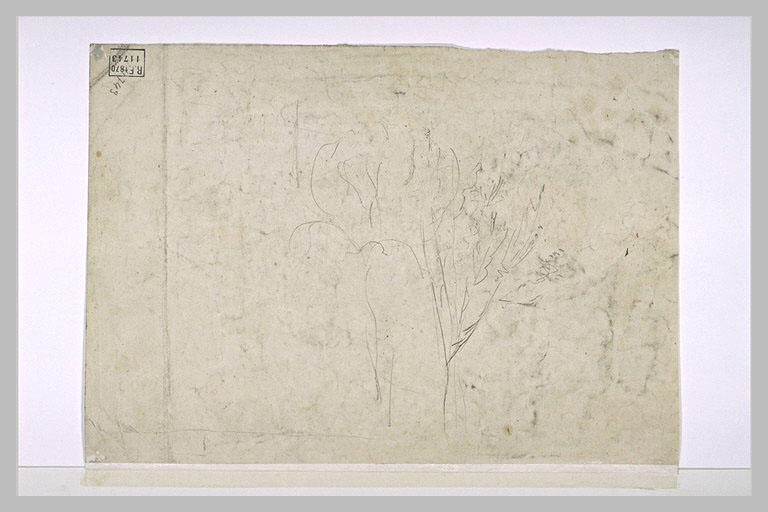 Arbres