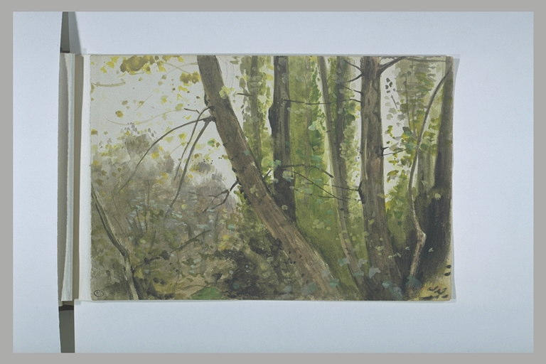 Arbres et broussailles