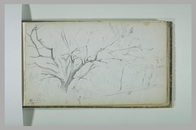 Arbres avec quelques feuilles