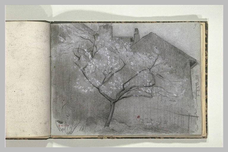 Arbre en fleur devant une maison