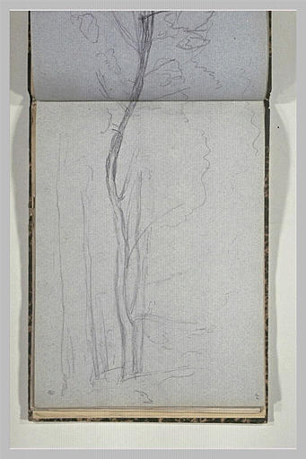 Etude d'arbre