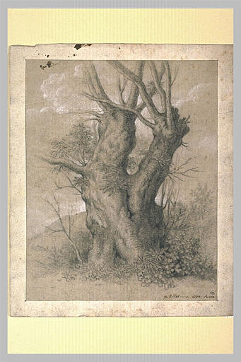 Tronc d'arbres très gros avec deux rameaux