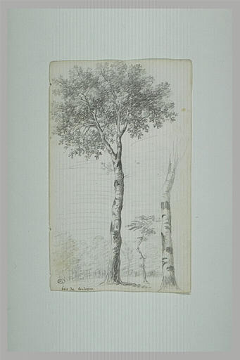 Arbres au bois de Boulogne