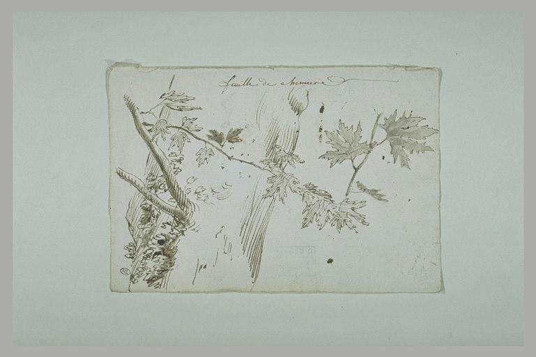 Feuilles de chêne et branches