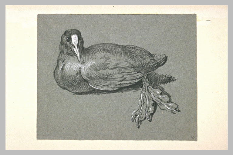 Foulque couché, les pattes liées