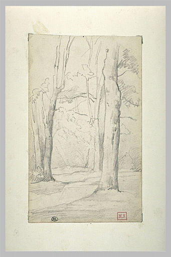 Sous-bois