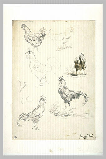 Poules et coq