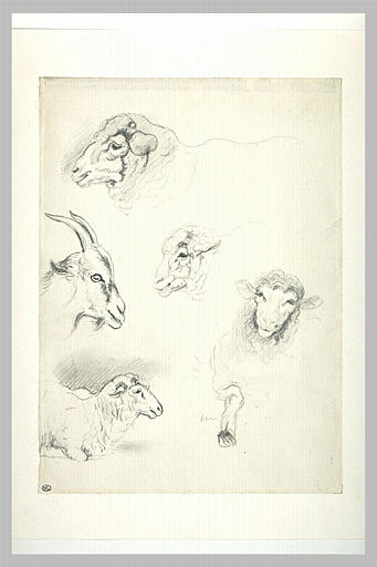 Têtes de chèvre, et de moutons