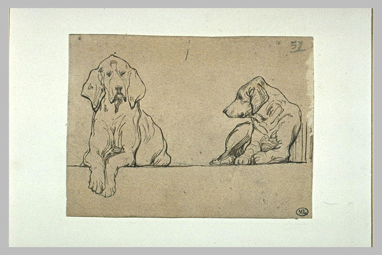 Deux études de chien couché