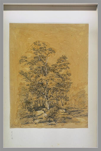 Le grand chêne : 30 juillet 1841