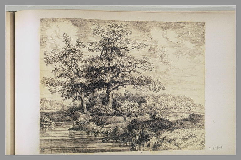 Arbres auprès d'un cours d'eau
