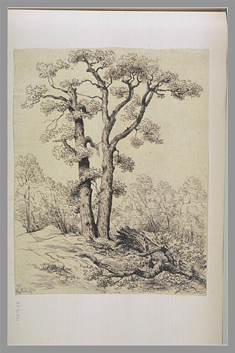 Arbres