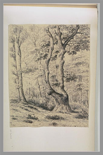 Forêt : Bas Bréau 8bre 1850