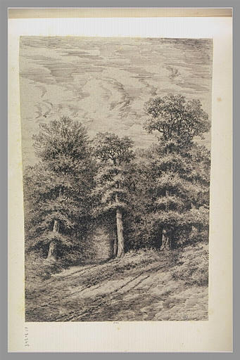 Orée d'un bois