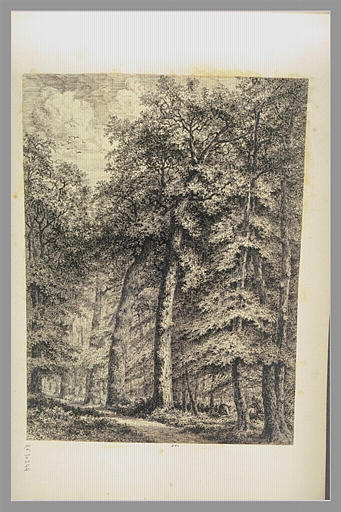 Chemin en forêt avec personnage ramassant du bois