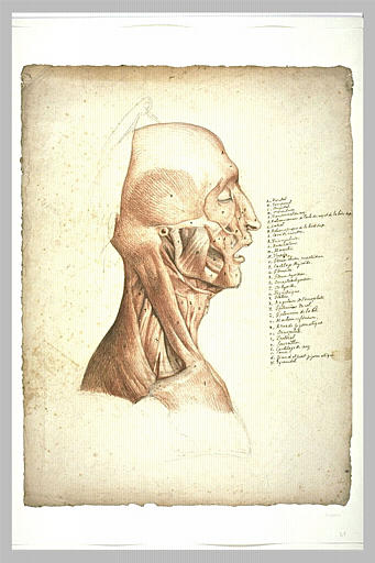 Écorché de tête d'homme, de profil à droite