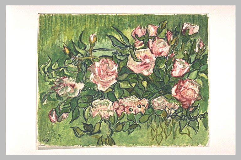 Massif de roses sur fond de verdure