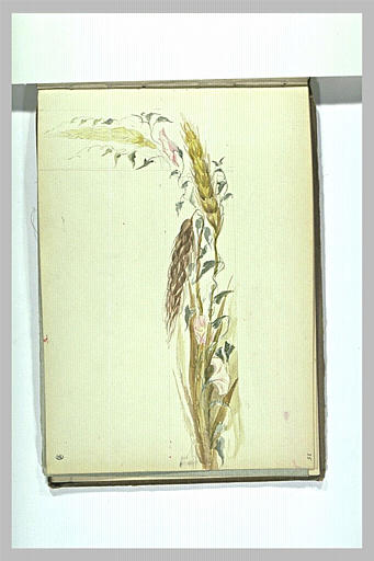 Liserons et épis de blé