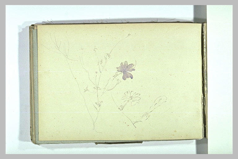 Fleurs: centaurées