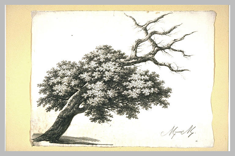 Etude pour la feuille de chêne