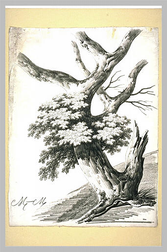 Etude pour La feuille de noyer