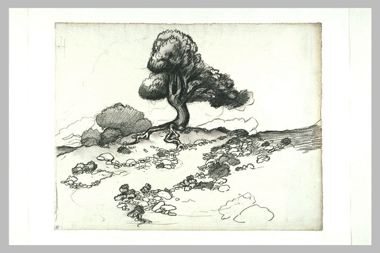 L'Arbre aux grosses racines