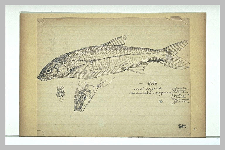 Poisson, tête de poisson, et croquis d'écailles