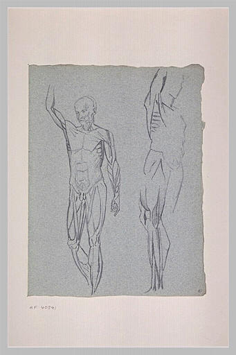 Ecorché debout, buste écorché, et jambe