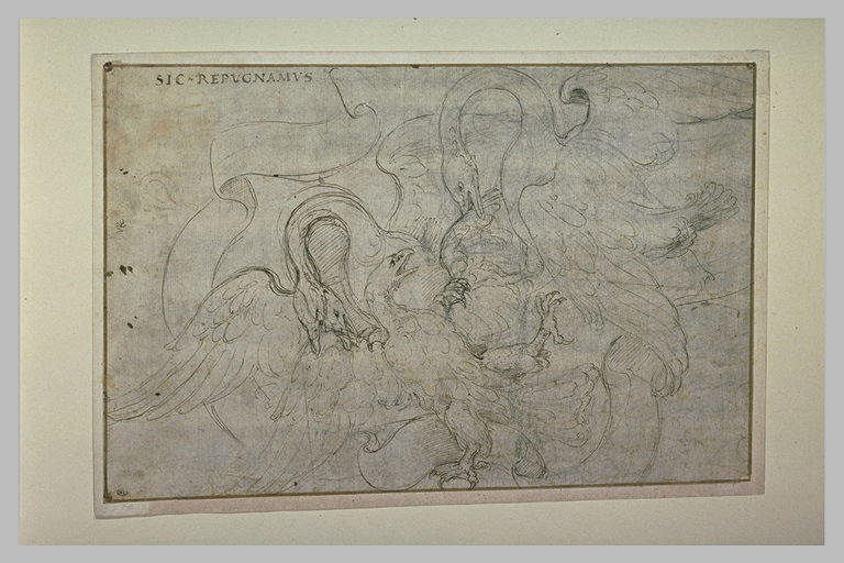 Deux cygnes luttant contre un aigle