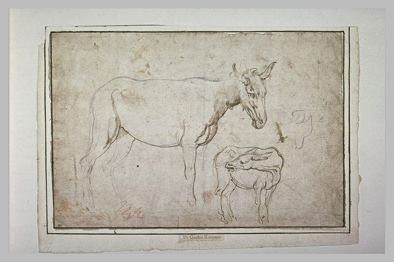 Une anesse et son ânon