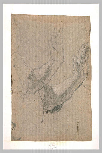 Etude d'avant-bras levés