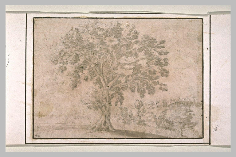 Un gros arbre, dans un paysage boisé