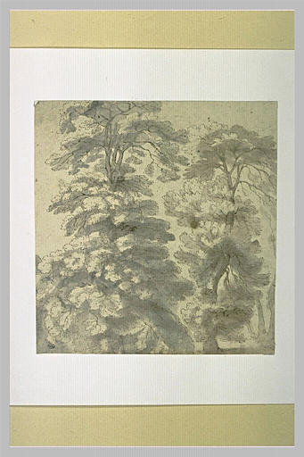 Etude de deux arbres touffus