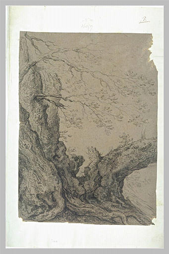 Deux troncs d'arbres noueux