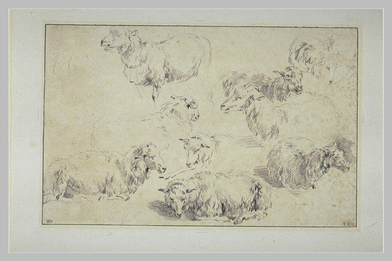 Etude de neuf moutons
