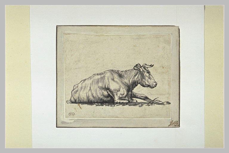 Vache couchée et vue de profil