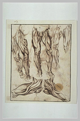 Etudes de jambes d'écorchés