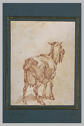 Une chèvre debout, vu de dos