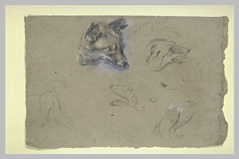 Etudes de renards