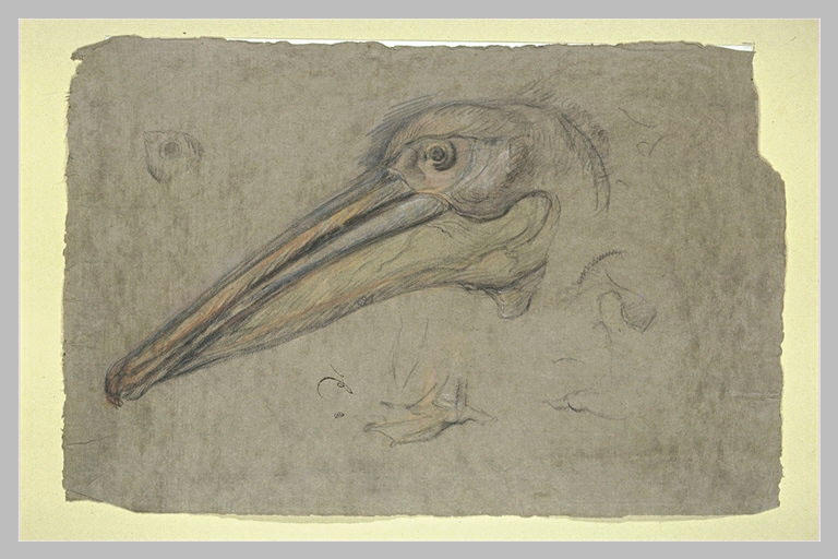 Etudes d'une tête de pélican, de profil, et détails d'une patte et d'un oeil