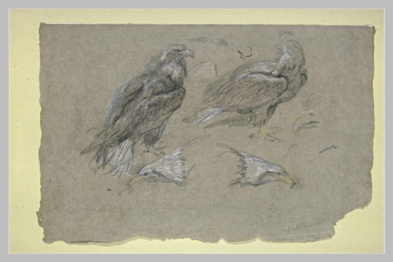 Etudes d'aigles et de becs d'aigles