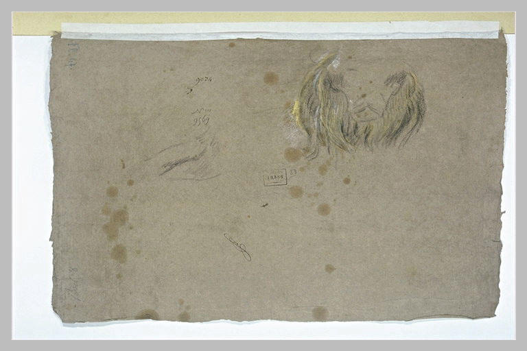 Etude d'une tête de lion