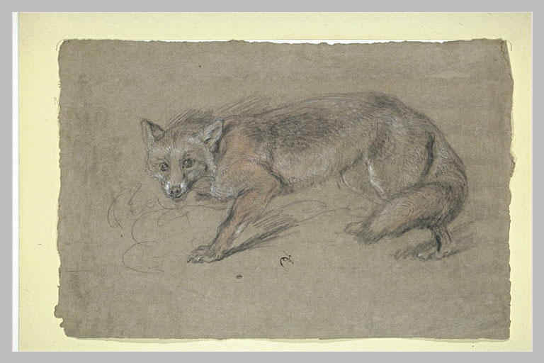 Renard tourné vers la gauche