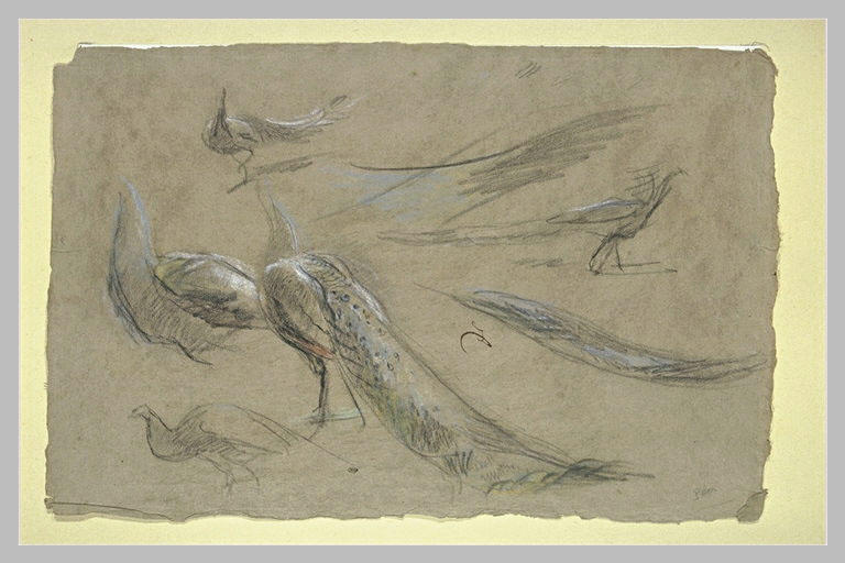 Cinq paons et des ailes