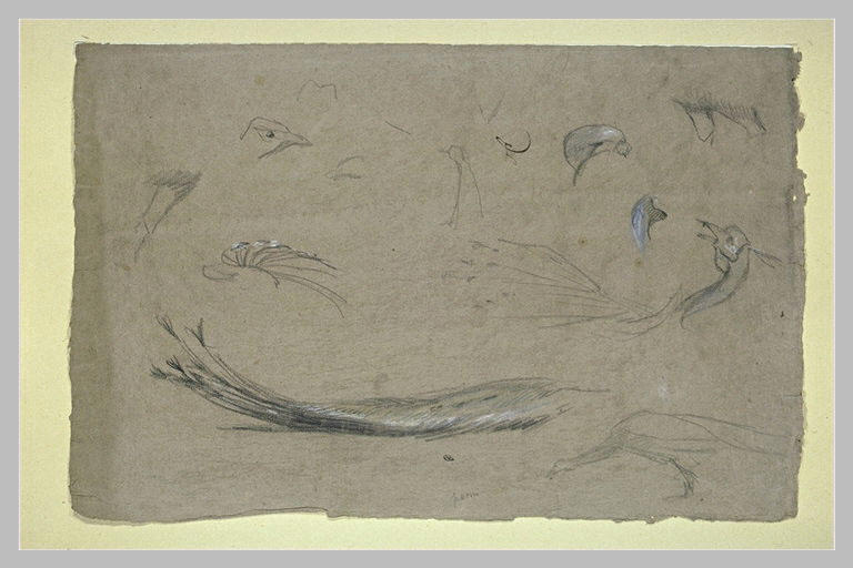 Ailes, têtes et becs de paons