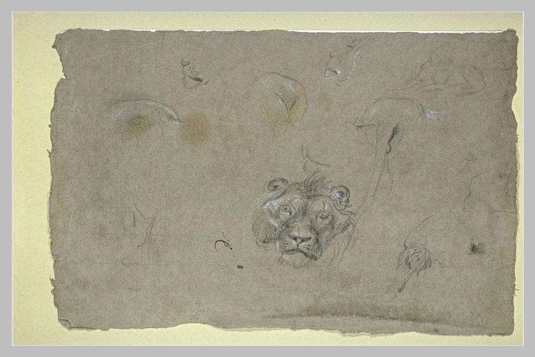 Tête de lion et études des autres parties du même animal